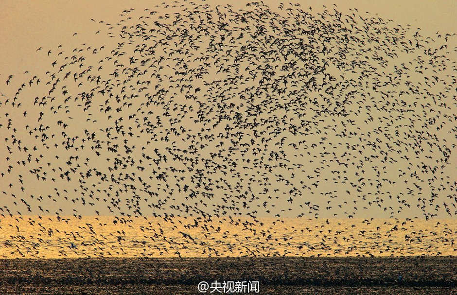 盤錦濕地保護區鳥群飛舞 密集如浪