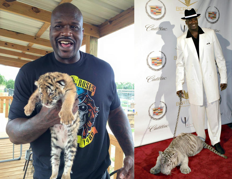 球星与宠物:西蒙斯悔当猫奴 汤神爱犬比库里重要