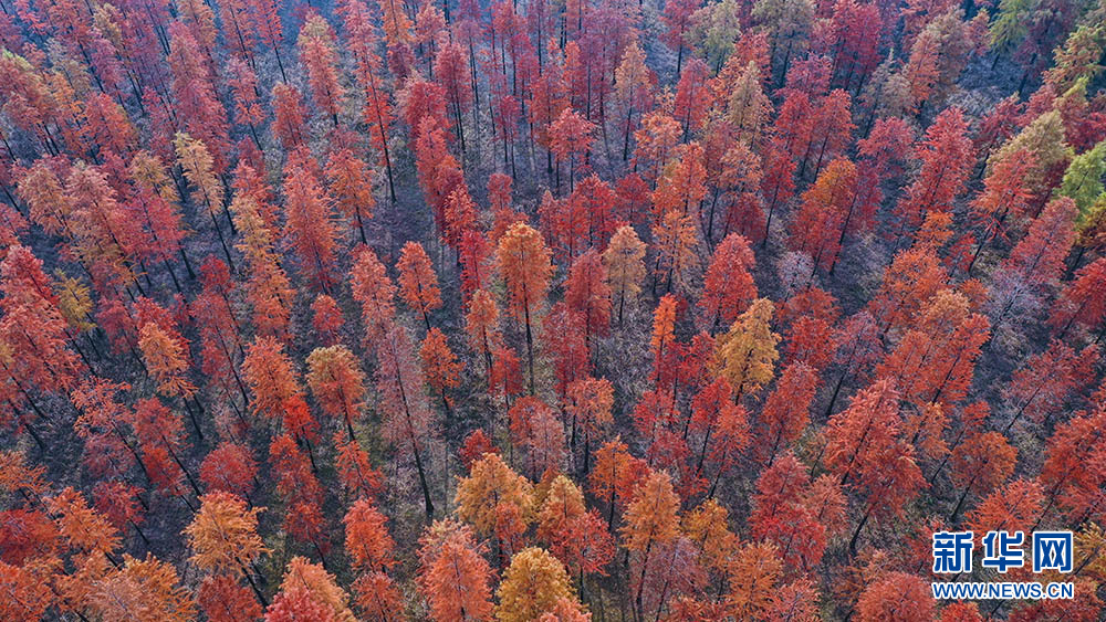 醉美紅杉 冬日如畫