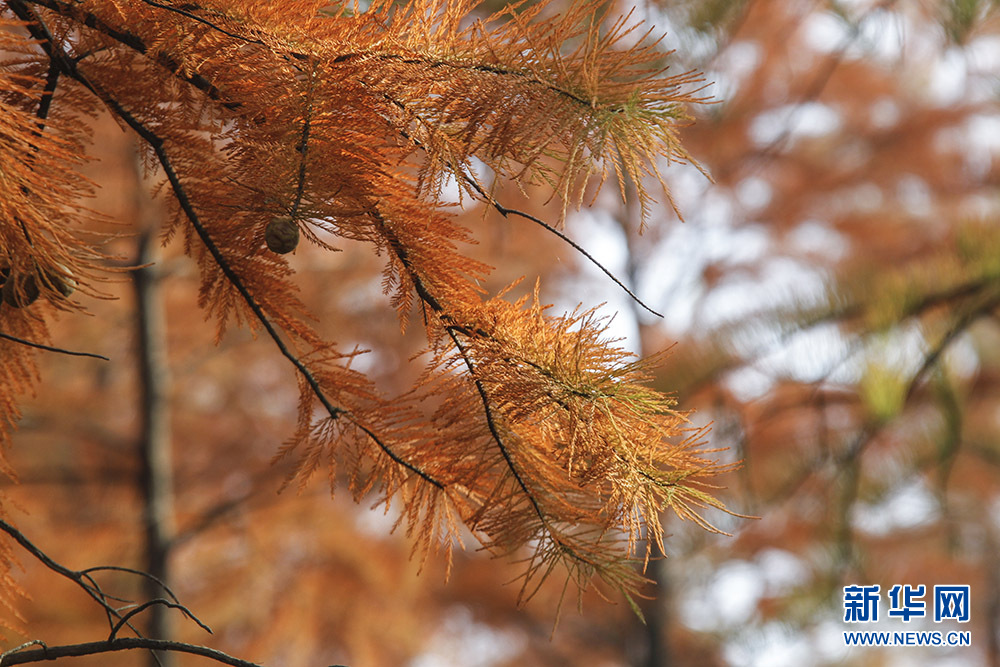 【“飛閱”中國】醉美紅杉 冬日如畫