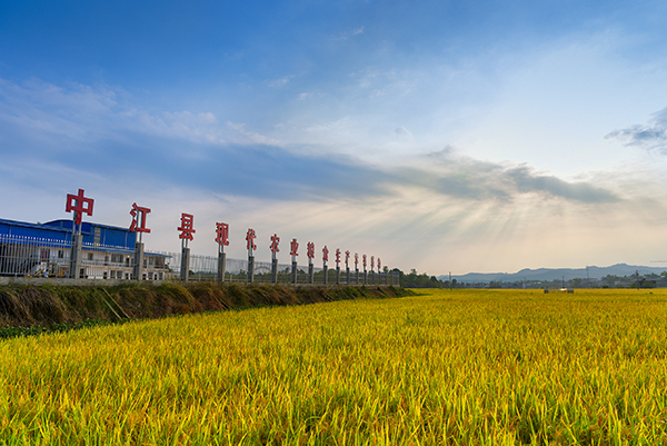 在中江县回龙镇上皇寺村,当地合作社正组织村民抢播抢种.