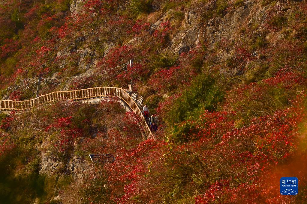 重庆巫山：红叶引客来