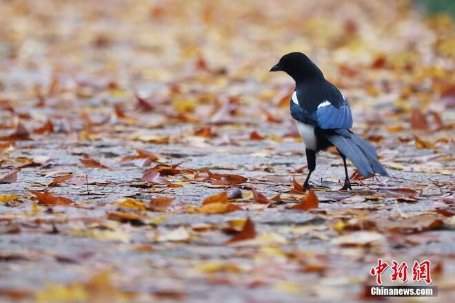 Jalan Terindah Nanjing_fororder_zuime4