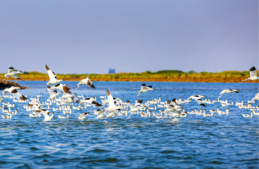 廣西合浦：“濕地精靈”反嘴鷸展翅飛舞