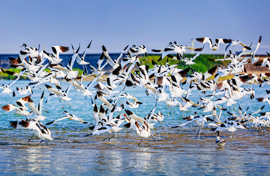 廣西合浦：“濕地精靈”反嘴鷸展翅飛舞