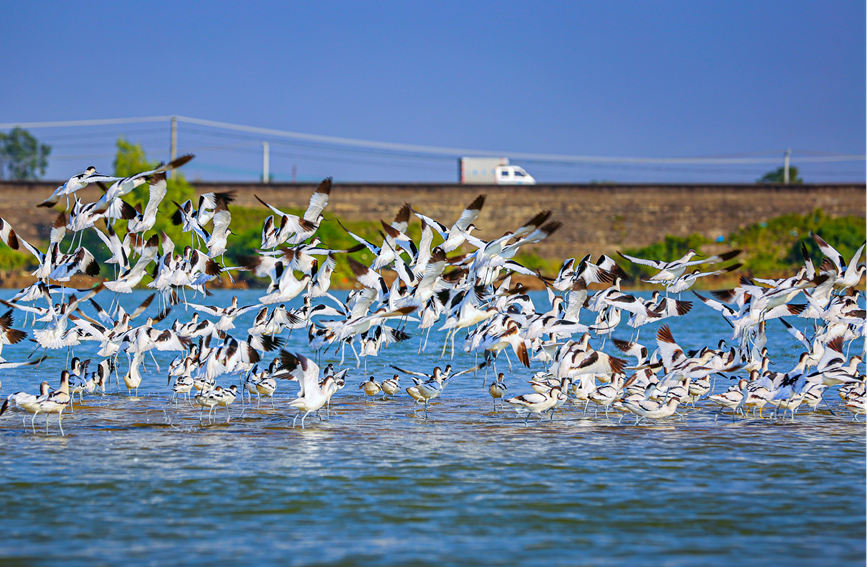 廣西合浦：“濕地精靈”反嘴鷸展翅飛舞