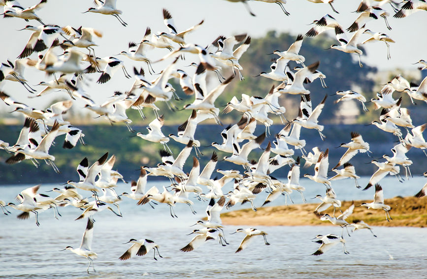 廣西合浦：“濕地精靈”反嘴鷸展翅飛舞