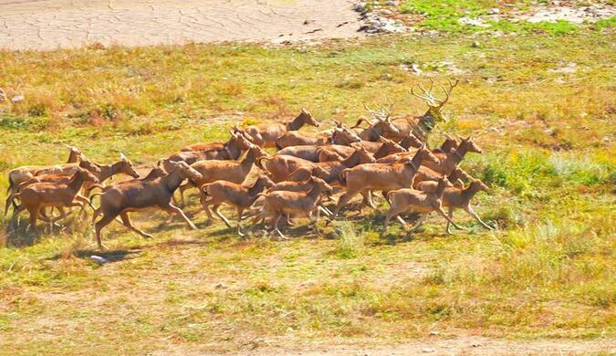 27頭麋鹿在內蒙古野化放歸 野外種群不斷壯大_fororder_12
