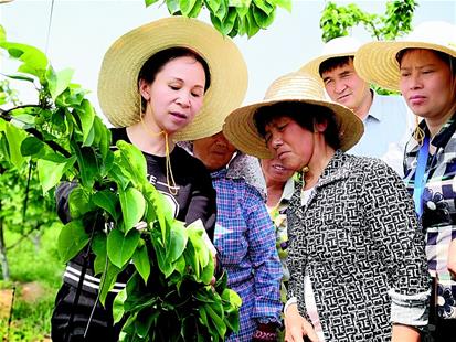 砂梨专家胡红菊：帮农民增收是我科研的最大动力