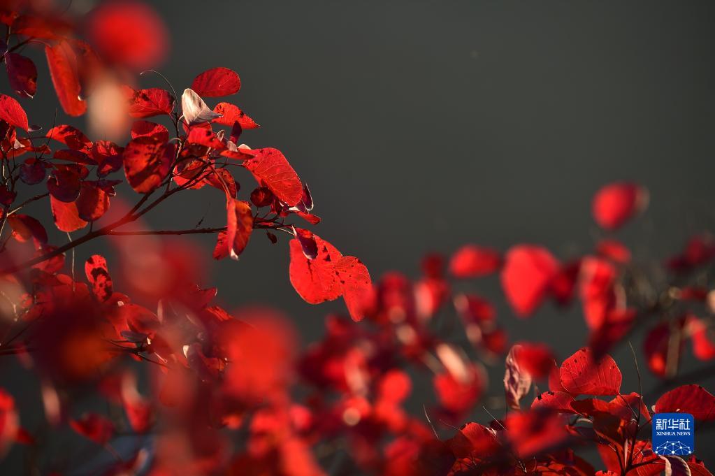 重庆巫山：红叶引客来