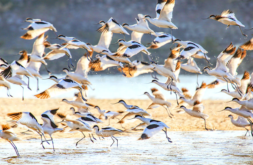 廣西合浦：“濕地精靈”反嘴鷸展翅飛舞