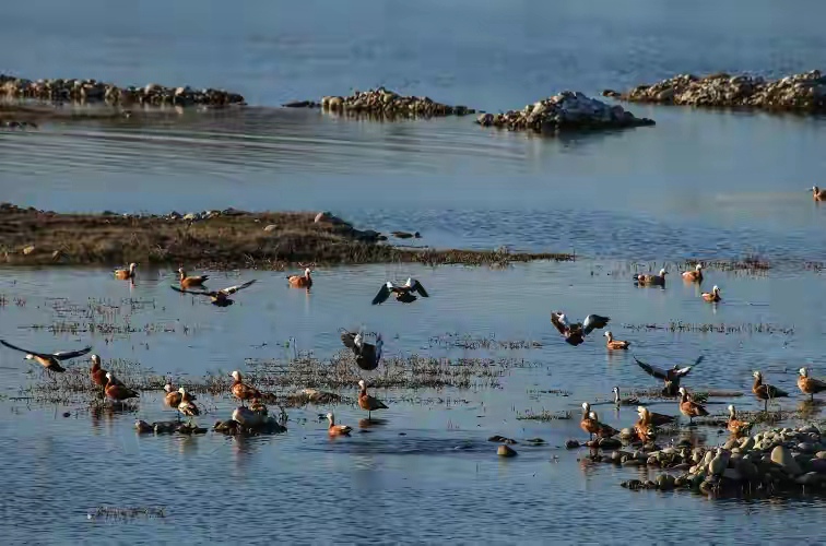 丹江濕地自然保護區迎來“稀客”