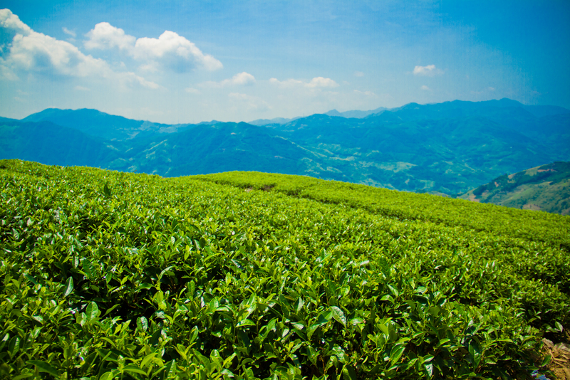 【专题 县域版块】蕉城：打造“宁德天山茶”品牌