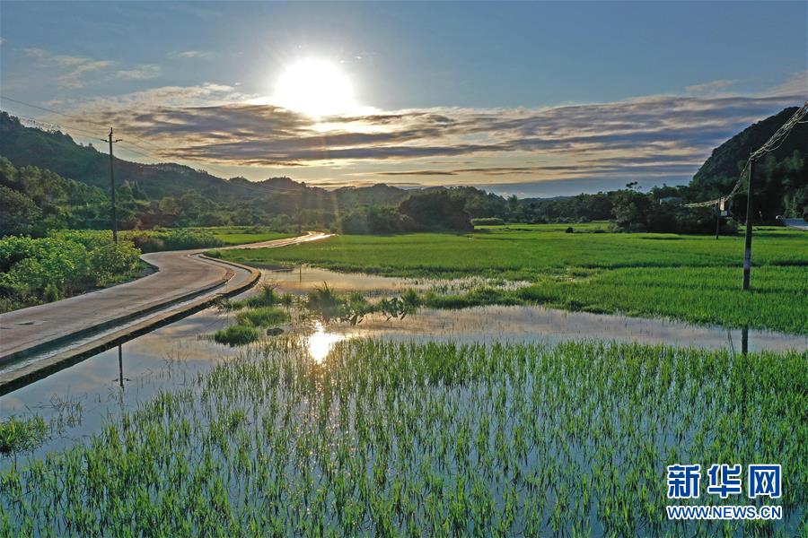 廣西環江：夏日田園美