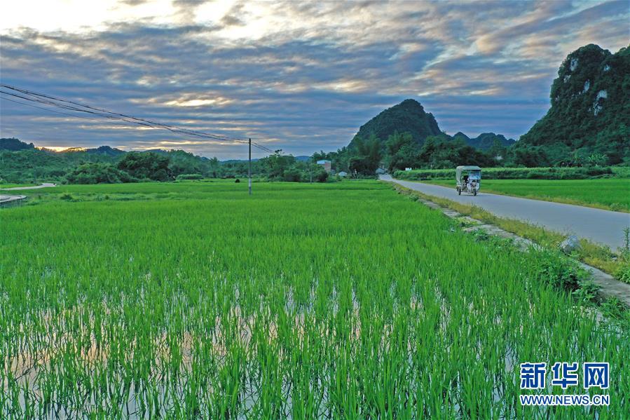 廣西環江：夏日田園美