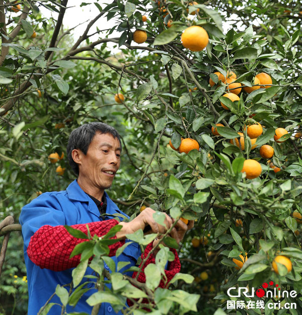 四川华蓥产业扶贫优质蜜桔挂满枝头