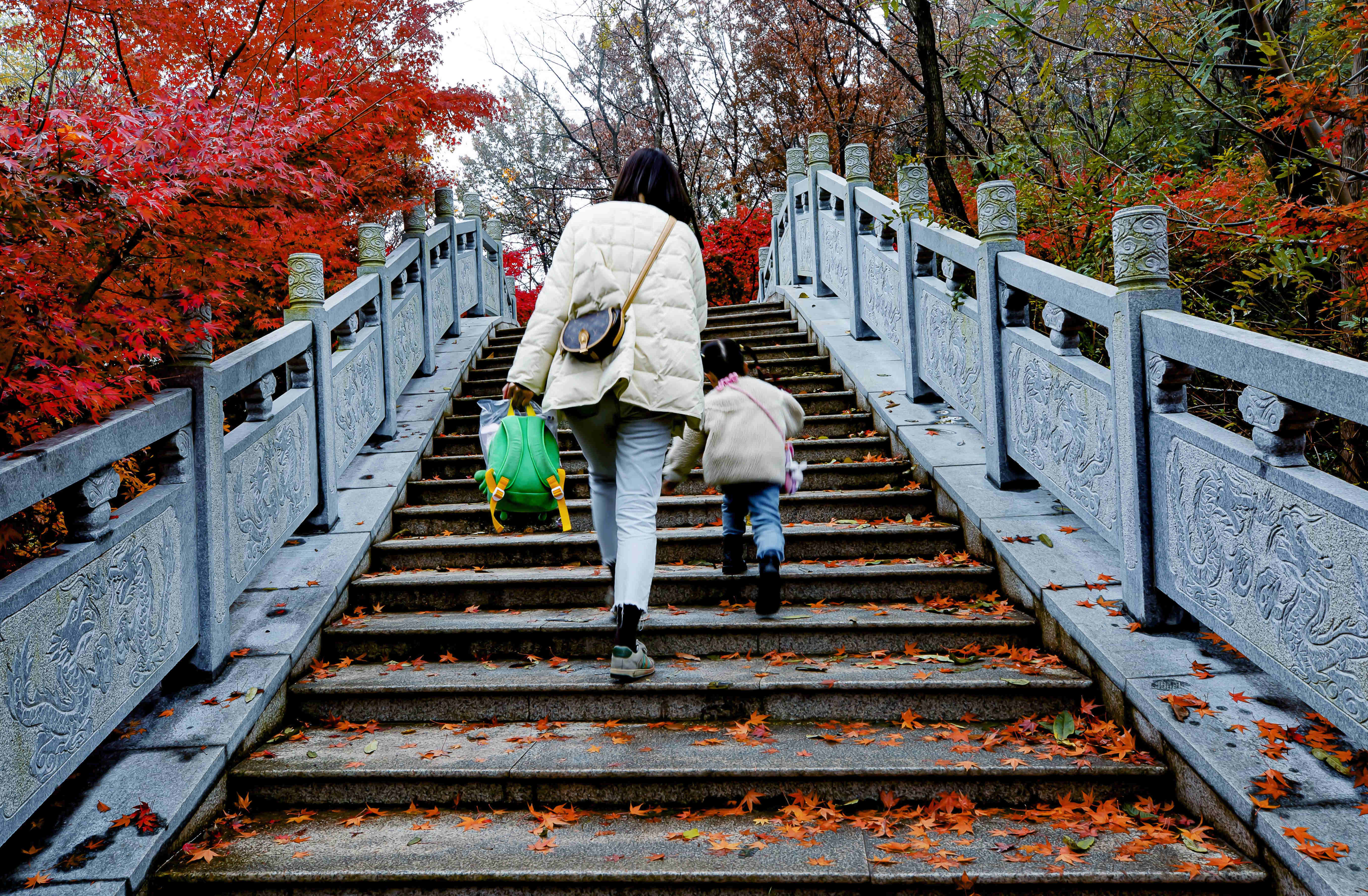 連雲港灌雲大伊山：又是一年楓正紅