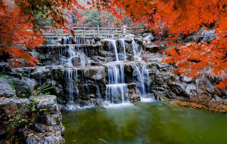 立冬后,江苏省连云港市灌云县大伊山旅游风景区的老龙涧红叶谷里红了