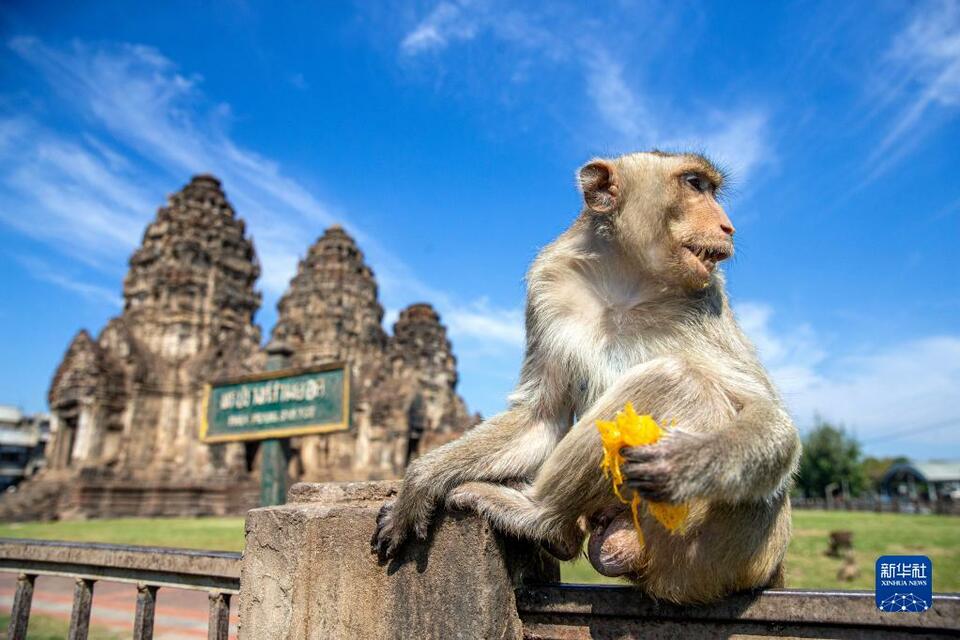 泰國華富裏：“猴哥”享用自助餐