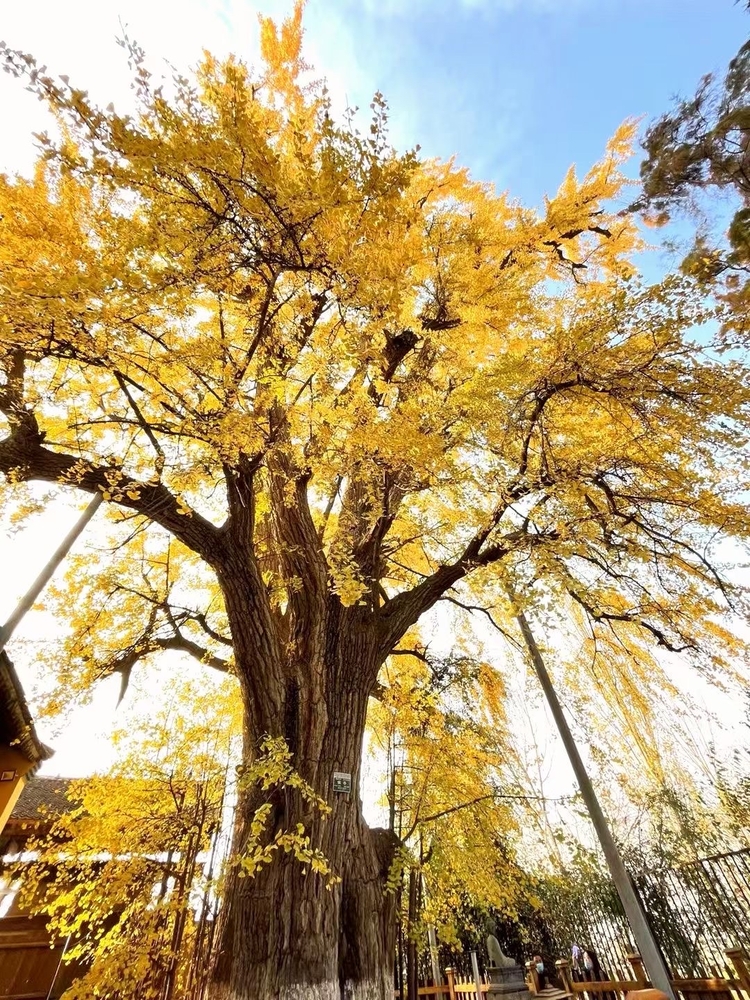 【中首  陕西  图】 长安区百塔寺古银杏树：美了上千年 又到绚烂季