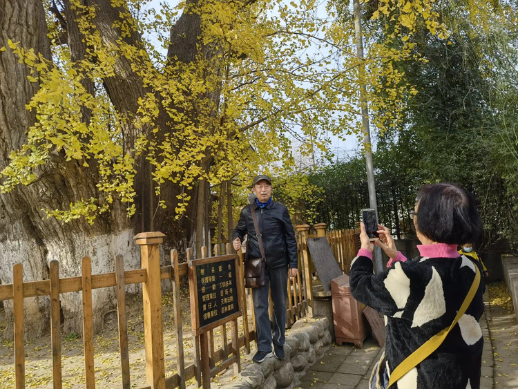 【中首  陜西  圖】 長安區百塔寺古銀杏樹：美了上千年 又到絢爛季