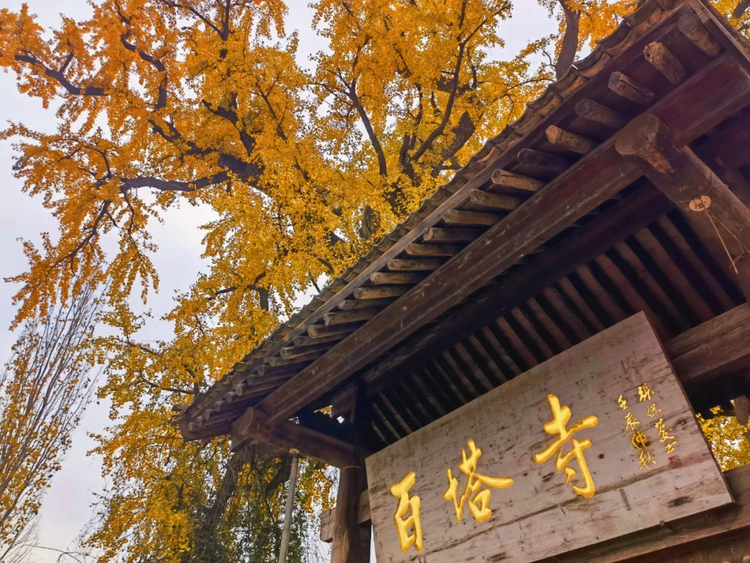 【中首  陜西  圖】 長安區百塔寺古銀杏樹：美了上千年 又到絢爛季