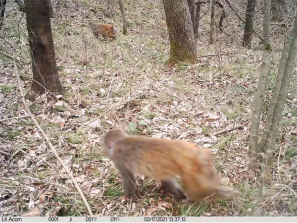 四川米倉山自然保護區野外紅外相機拍攝到多種珍稀保護動物_fororder_未標題-1