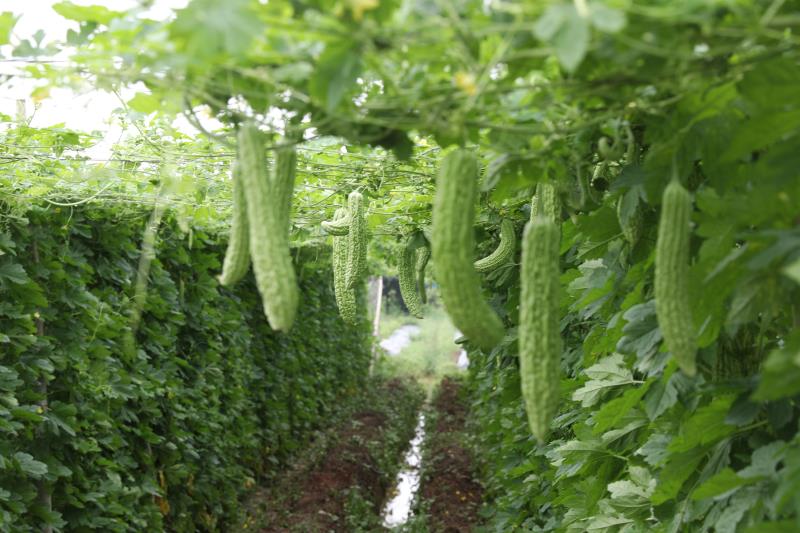 图片默认标题_fororder_位于南沙万顷沙镇的鹏林生态园也迎来了蔬果