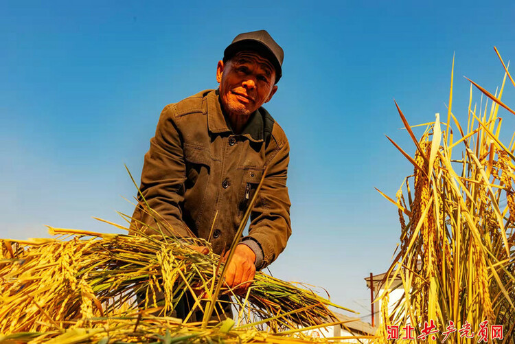 遷安樓子山村:稻穀飄香美如畫