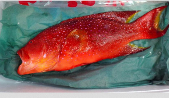 日本東京都一市場賣出一條有毒魚 暫無法確定買家