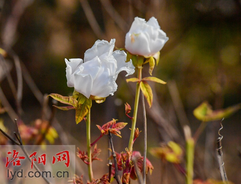 牡丹冬日傲寒开