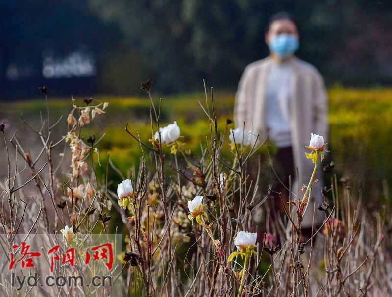 牡丹冬日傲寒开