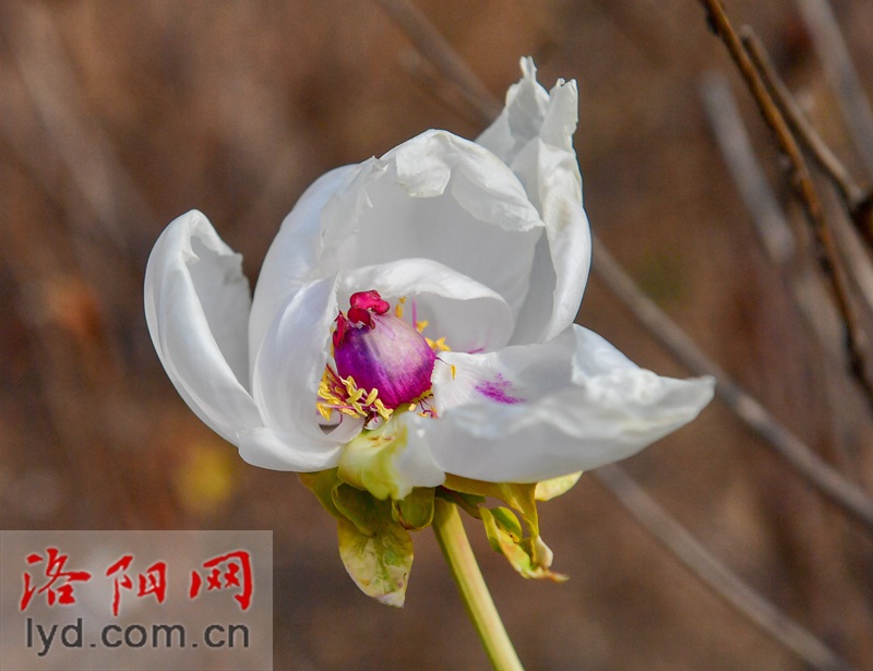 牡丹冬日傲寒开