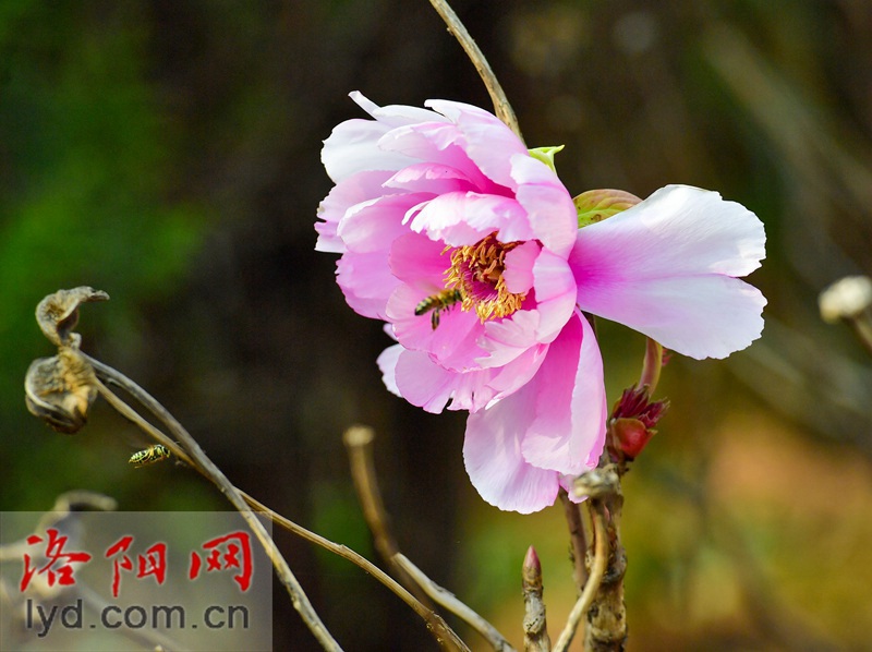 牡丹冬日傲寒开