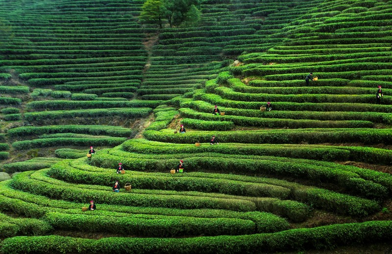 【專題 縣域板塊】霞浦：多方面打造茶業公共品牌 促進國內茶葉市場消費