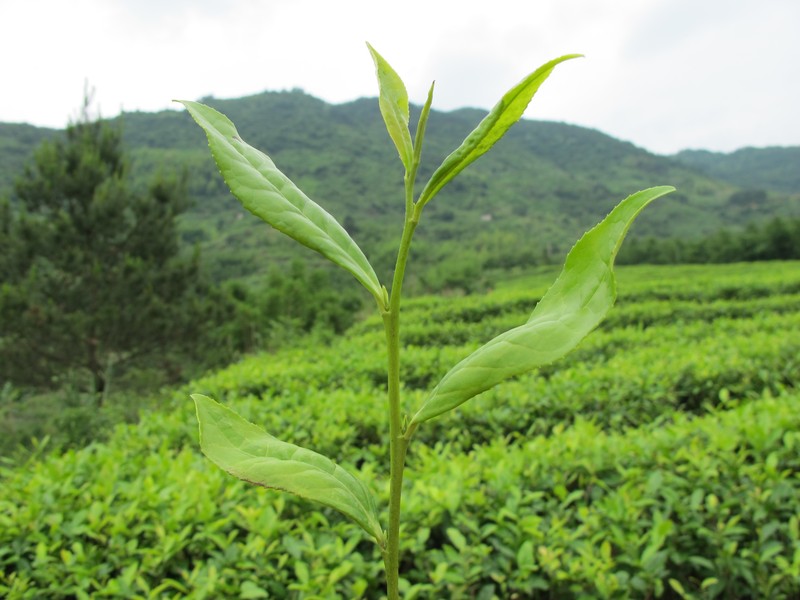 【专题 县域板块】霞浦：多方面打造茶业公共品牌 促进国内茶叶市场消费