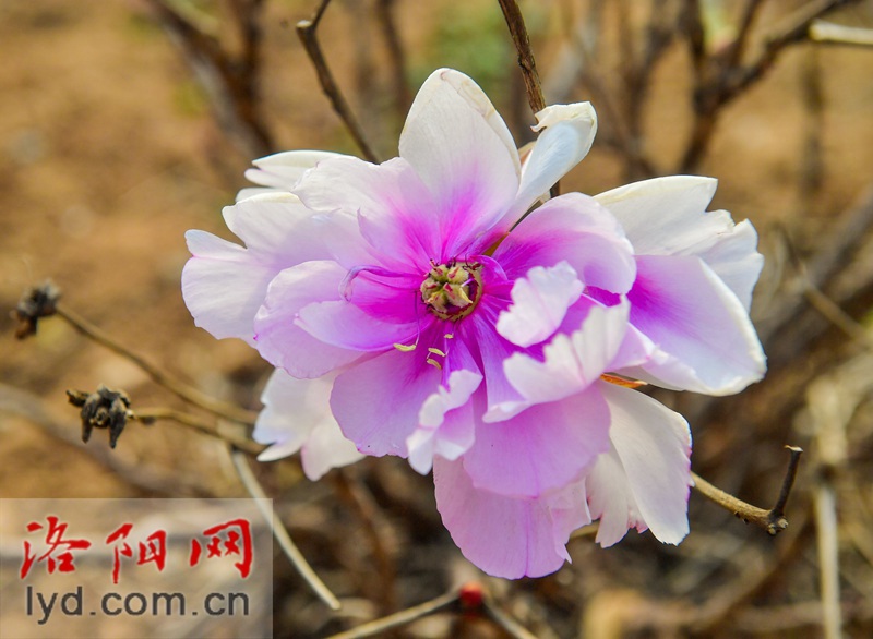 牡丹冬日傲寒开