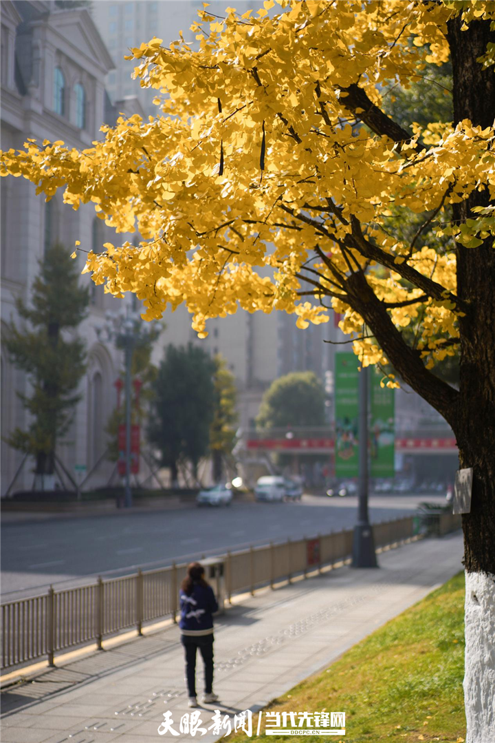 貴陽花果園：冬日暖陽銀杏美