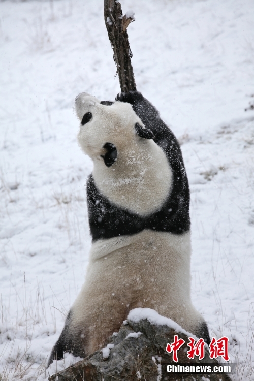 Panda dake wasa a kan kankara_fororder_22