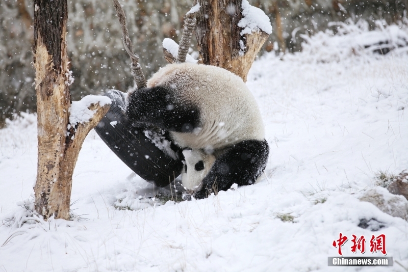 Panda dake wasa a kan kankara_fororder_11