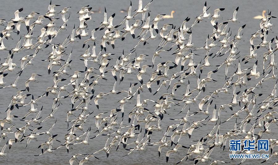 生态修复显成效 万鸟翔集武汉沉湖湿地越冬