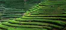 【專題 縣域板塊】霞浦：多方面打造茶業公共品牌 促進國內茶葉市場消費
