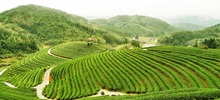 【专题 县域板块】古田：利用区域有利条件 大力发展新型现代茶业