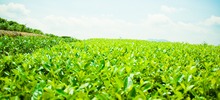 【專題 縣域版塊】福安：推進茶産業持續健康發展