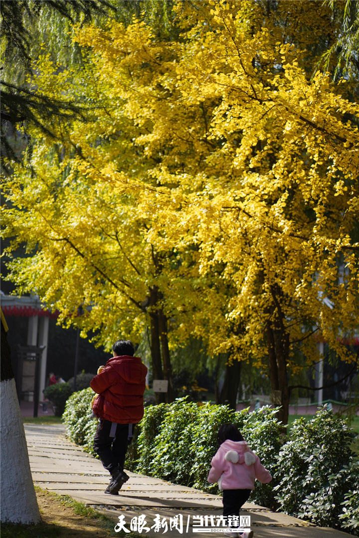 貴陽花果園：冬日暖陽銀杏美