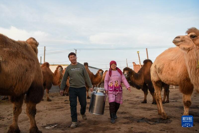 Sana'ar kiwon rakuma a Xinjiang_fororder_5