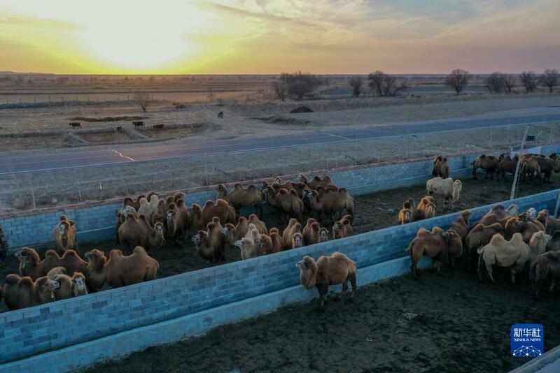 Sana'ar kiwon rakuma a Xinjiang_fororder_4