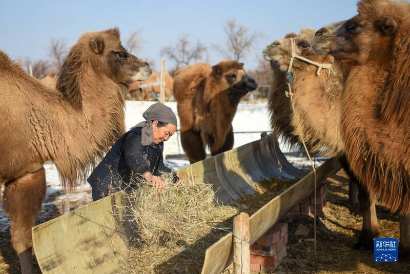 Sana'ar kiwon rakuma a Xinjiang_fororder_3