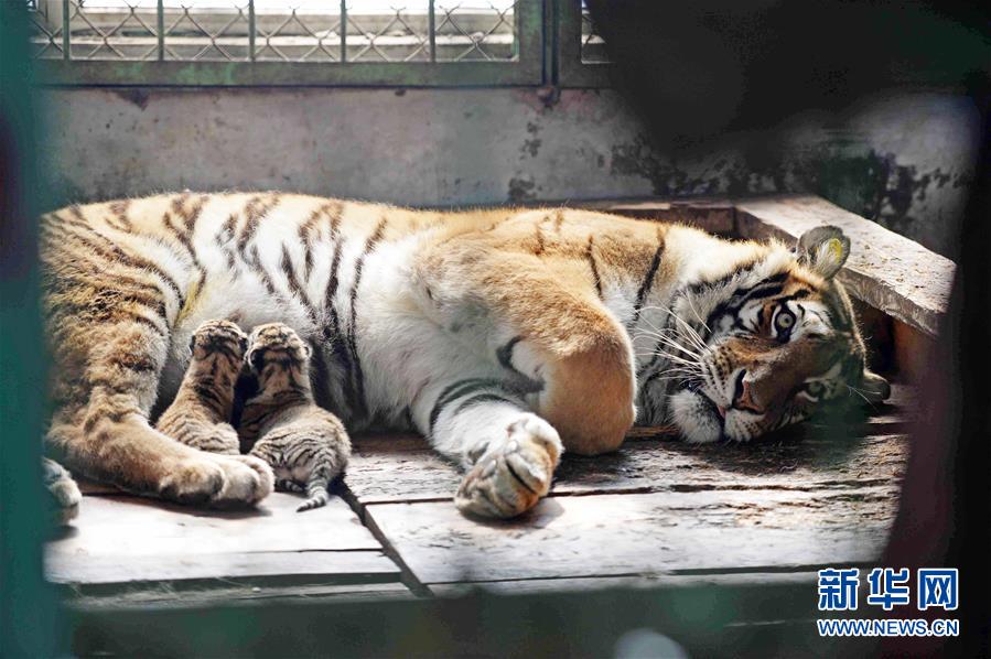 黑龙江东北虎林园诞下今年首批6只“虎宝宝”