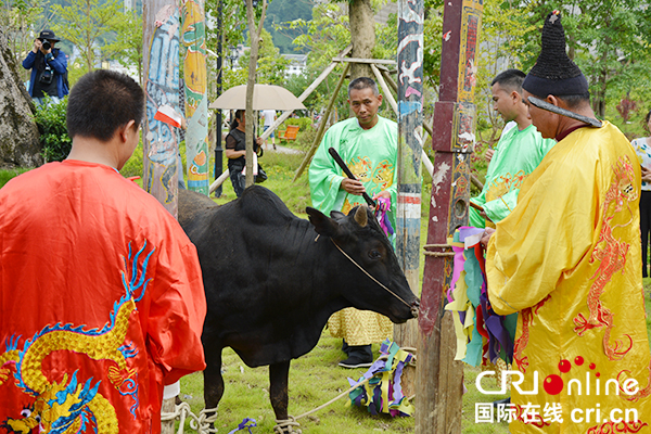 广西环江举行传统毛南族分龙节“纳牛仪式”